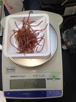 Raccoon Roundworm Management