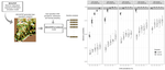 Size matters: Sample size assessments for chronic wasting disease surveillance using an agent-based modeling framework